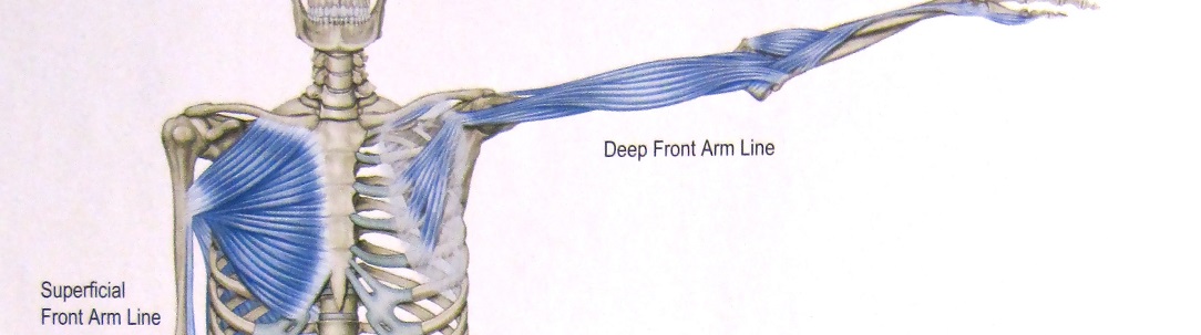 arm_pec_meridians 1084x303